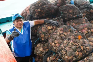 Mergulhadores artesanais de Sechura se recuperam dos impactos do ciclone Yaku